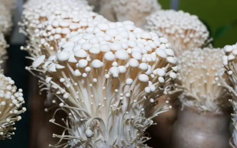 How Long Do Enoki Mushrooms Last? (Must Know This)