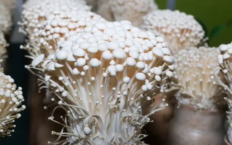 How Long Do Enoki Mushrooms Last?