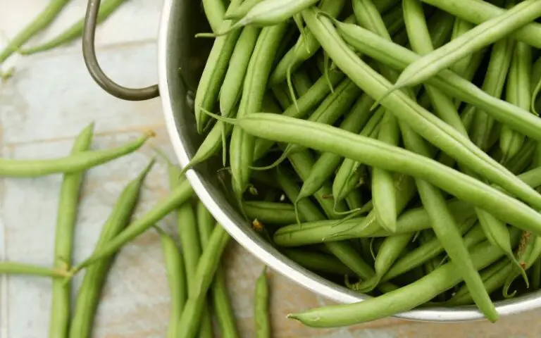 How Much Is A Bushel Of Green Beans? (Explained)