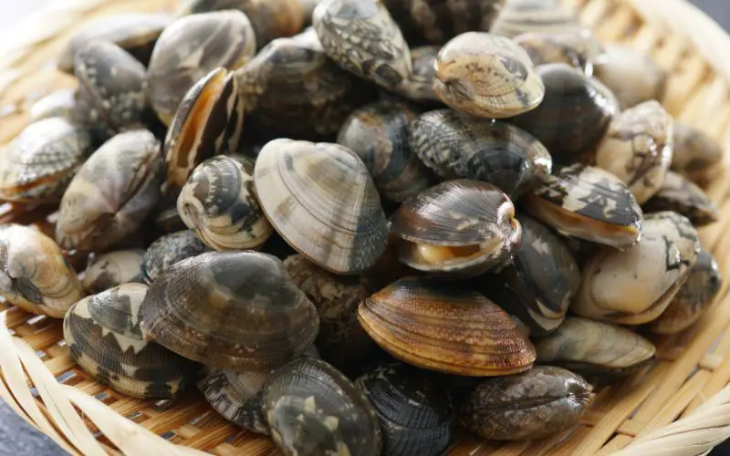 How Long Can Clams Live Out of Water