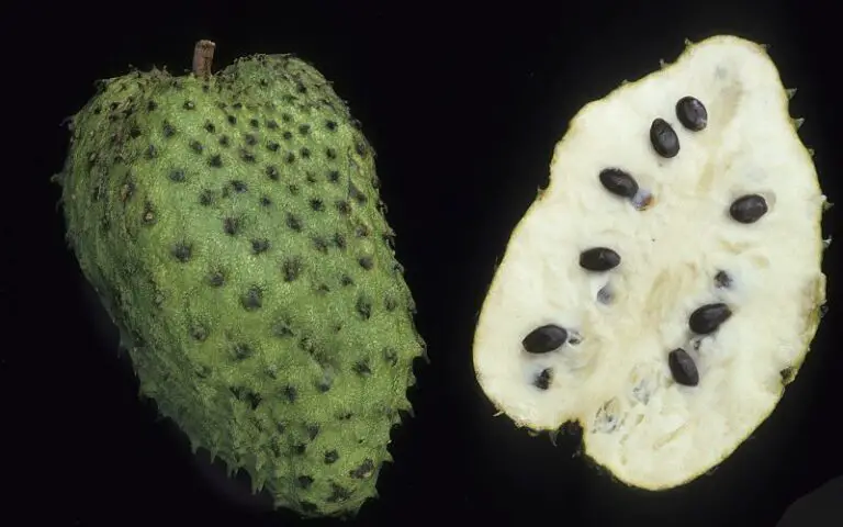 This is Why A Soursop is Illegal!