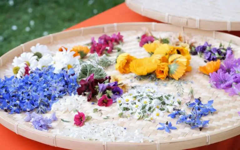 Does Trader Joe’s Sell Edible Flowers? (Explained)